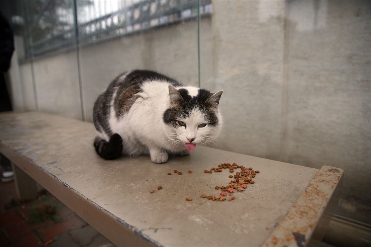 Kastamonu\'da Otobüs Durağındaki Sahipsiz Kedi