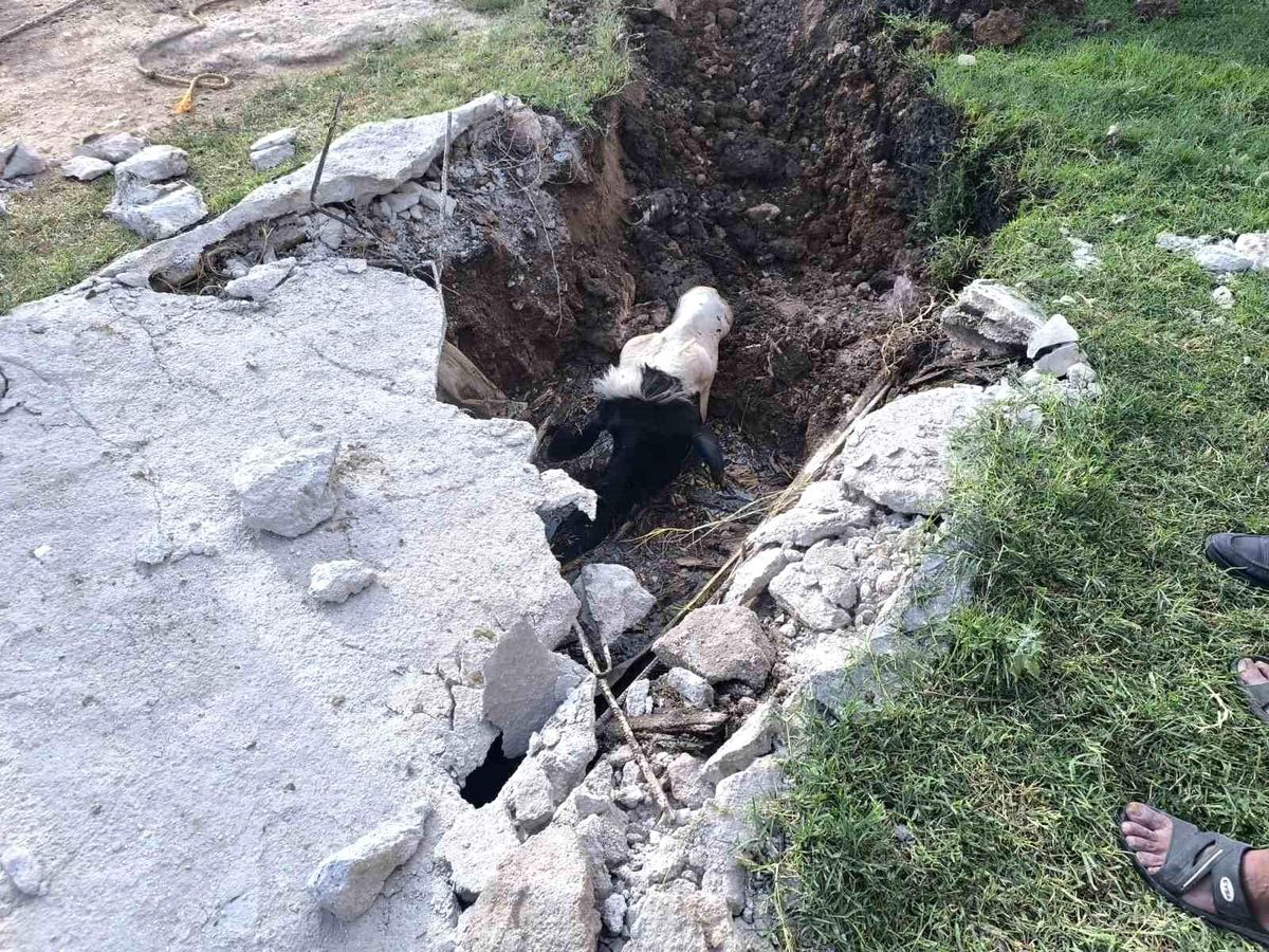İtfaiye, Foseptik Çukuruna Düşen İneği Kurtardı