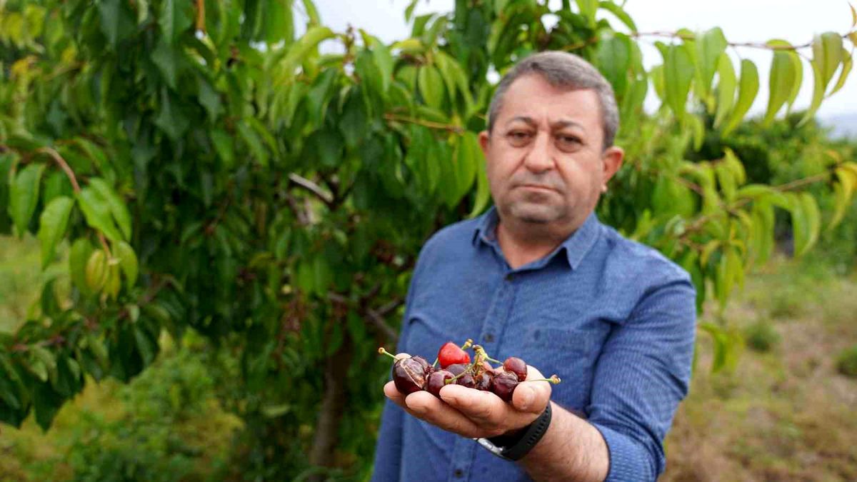 Tokat\'ta Kiraz Tarımında Büyük Zarara Yol Açan Yağışlar