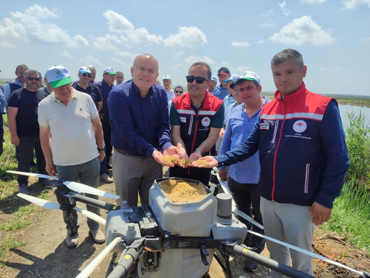 Edirne\'de Dronla Çeltik Ekimi
