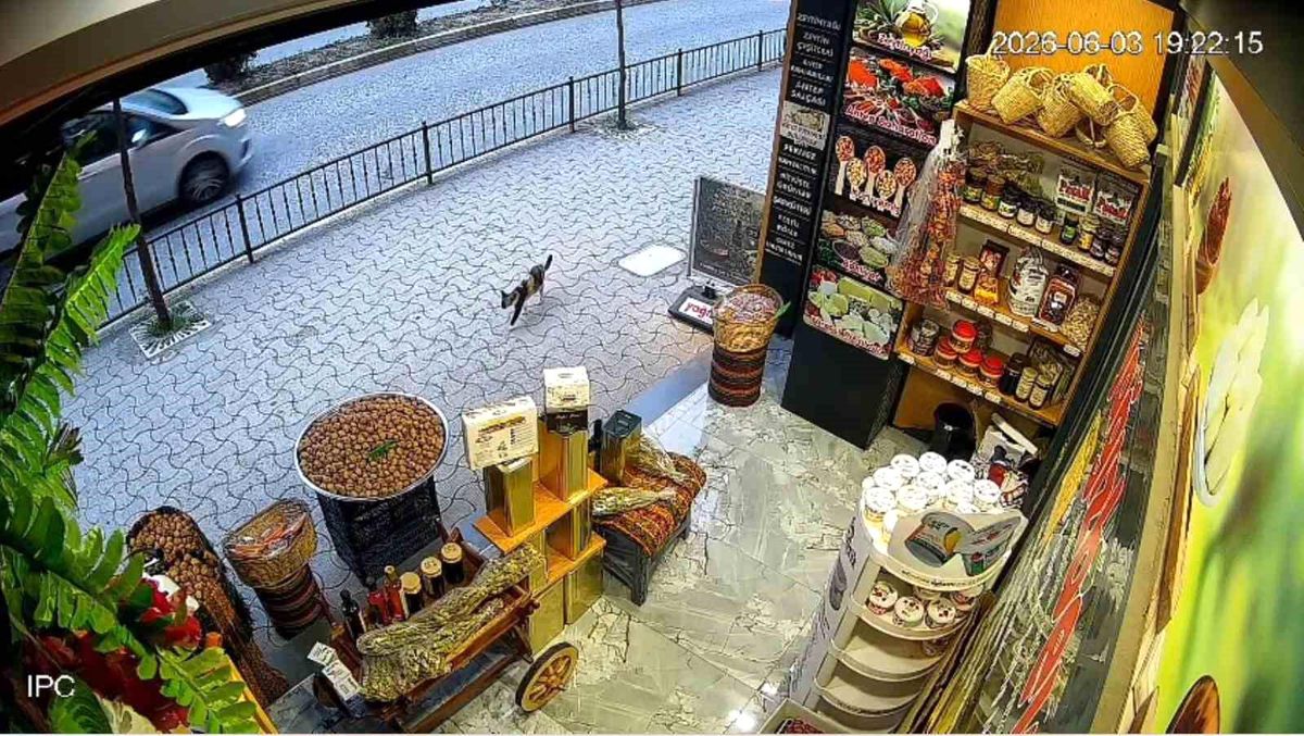 Sokak Kedisi Ceviz Çuvalını Devirdi