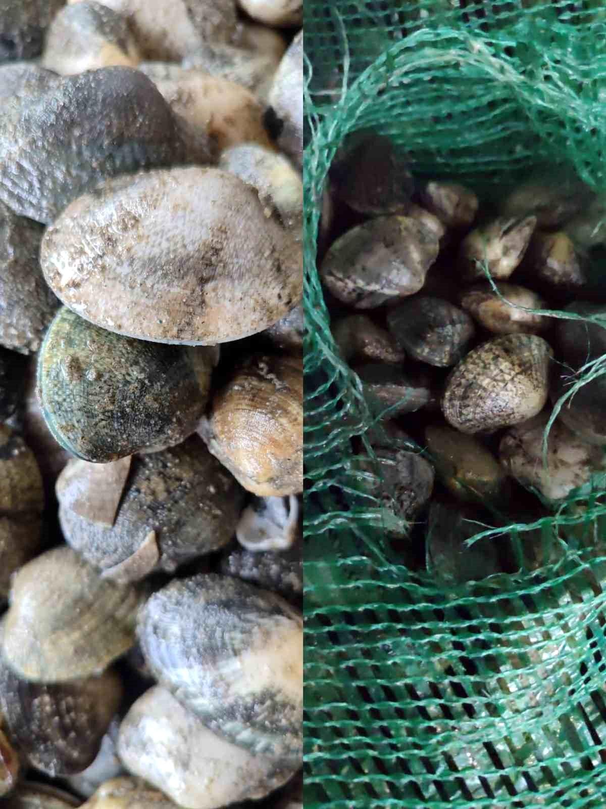 Kapıkule\'de 840 kg Kaçak Akivades Ele Geçirildi