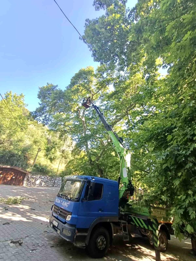 Karacasu'daki Anıt Ağaçların Bakımı Tamamlandı