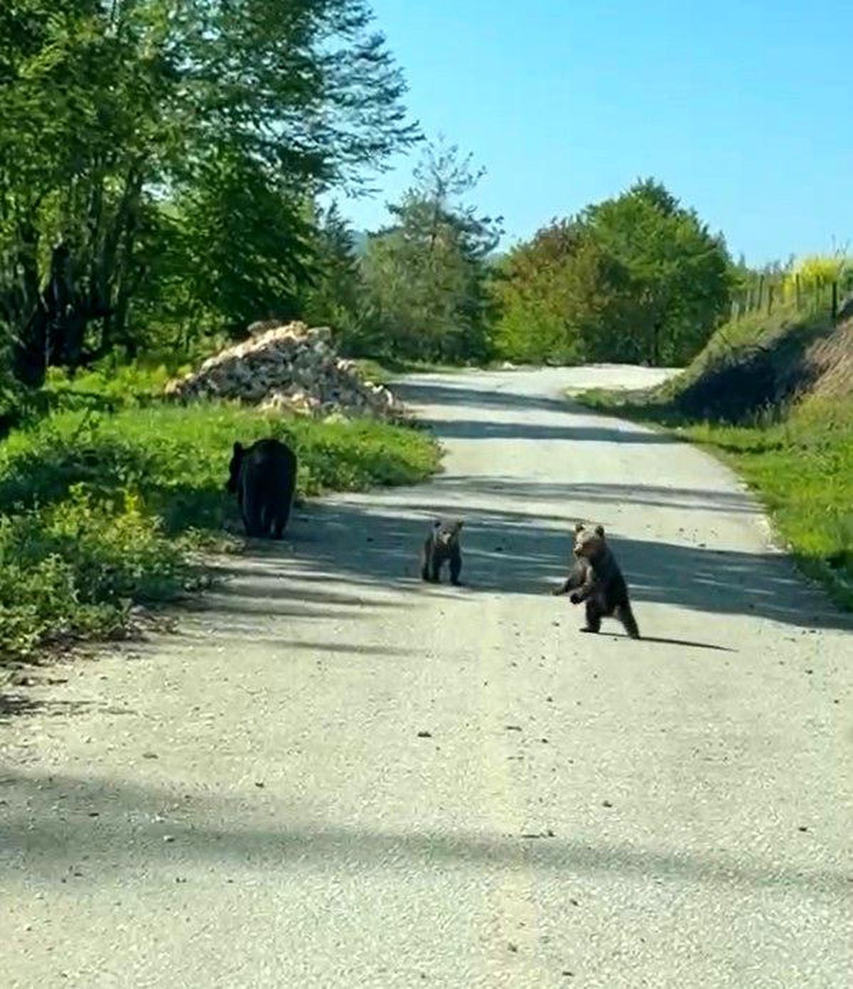 Yığılca\'da Ayı Kardeşlere Seslendiler