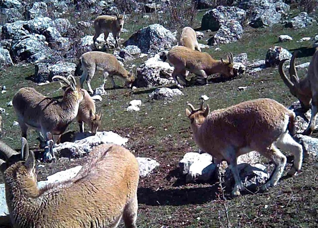 Erzincan’da Yaban Keçileri Fotokapanla Görüntülendi