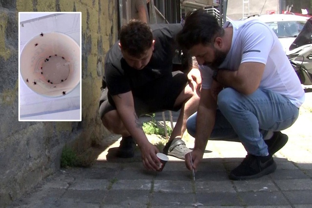 Koca bir mahalleyi keneler istila etti, vatandaşlar cımbızlarla toplamaya başladı