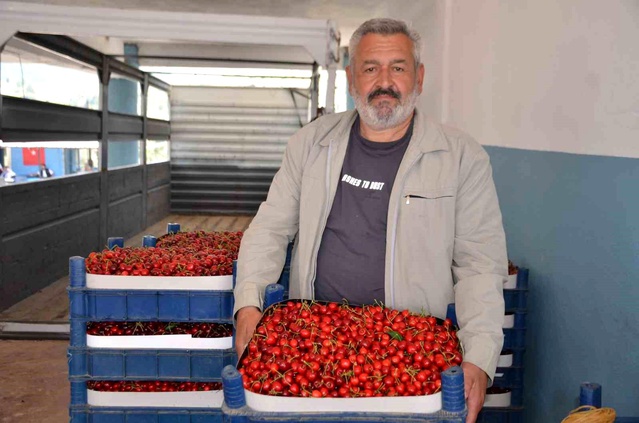 Bilecik'te Kiraz Hasadı Bol, Fiyatlar Düşük