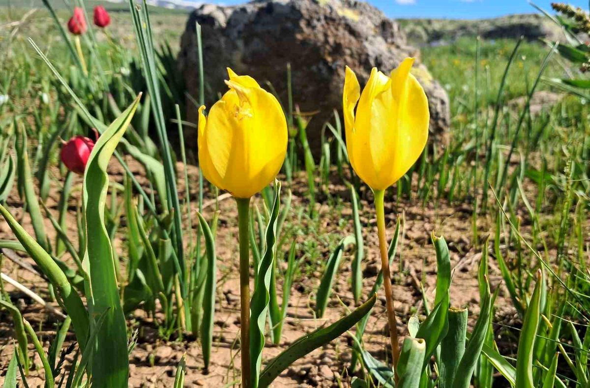 Erzurum Yaylalarında Renkli Çiçek Cümbüşü