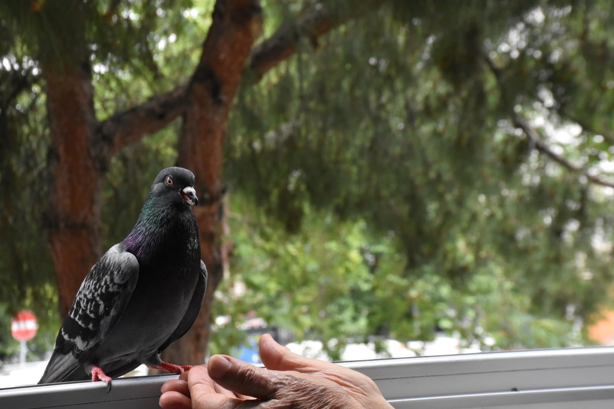 Kemal Amca ve Sakat Güvercin