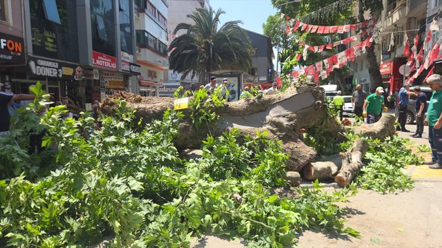 Çınar Ağacı Devrildi, Araçta Hasar Oluştu