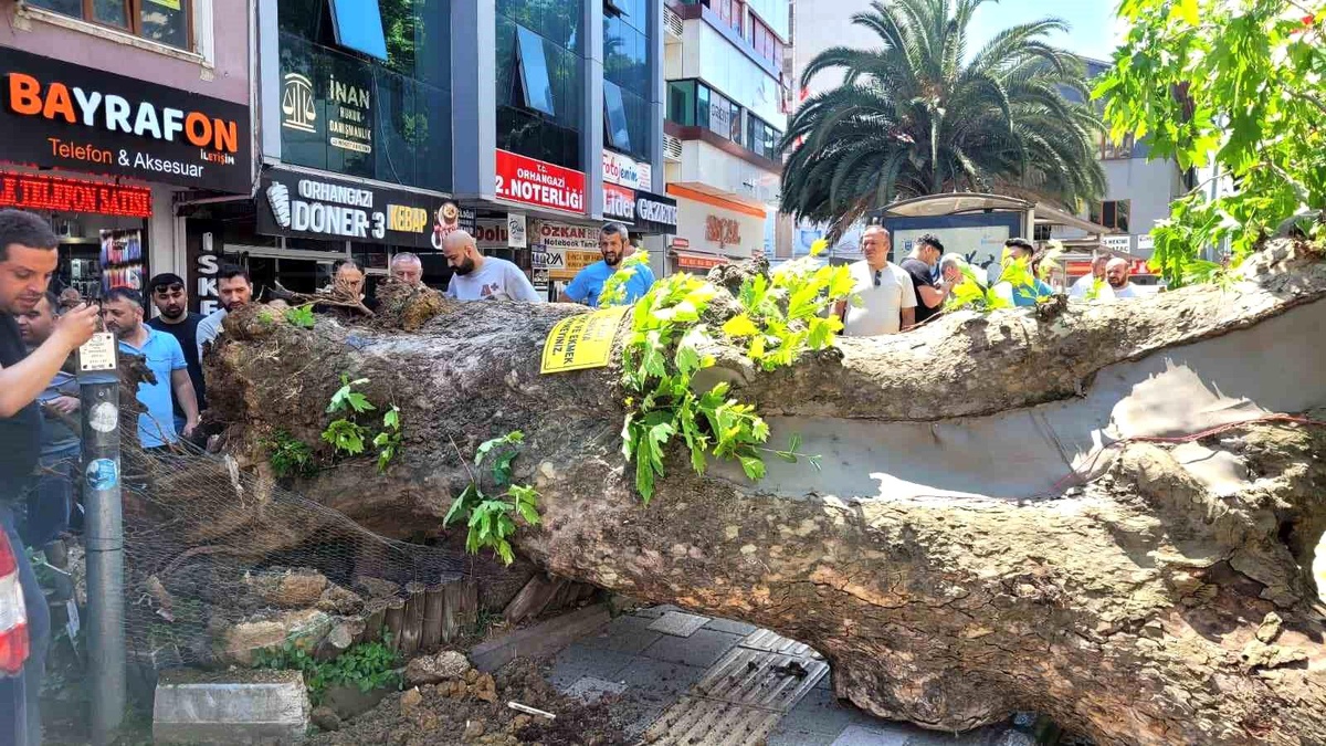 Tarihi Çınar Ağaçı Yola Devrildi