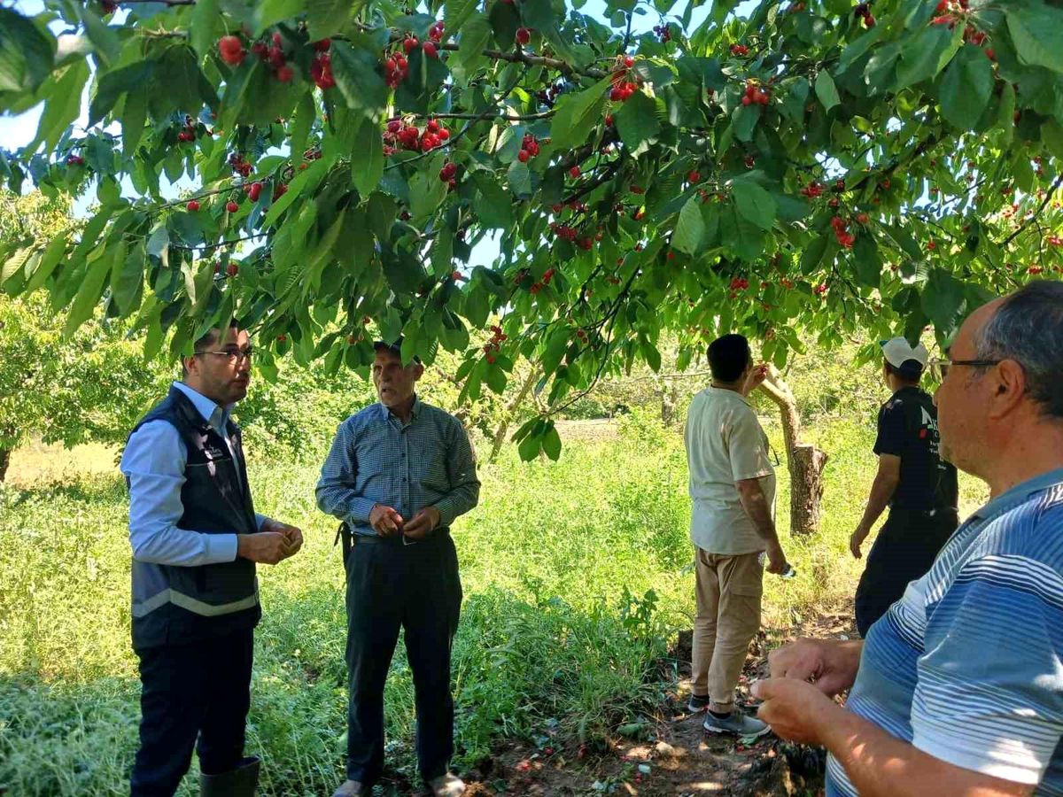 Gölpazarı\'nda Dolu Zarar Tespiti Yapıldı