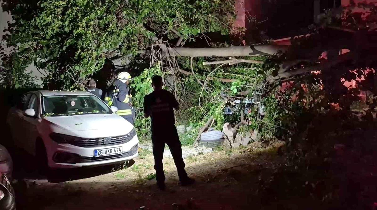 Eskişehir\'de ağaç devrildi, araçlar zarar gördü