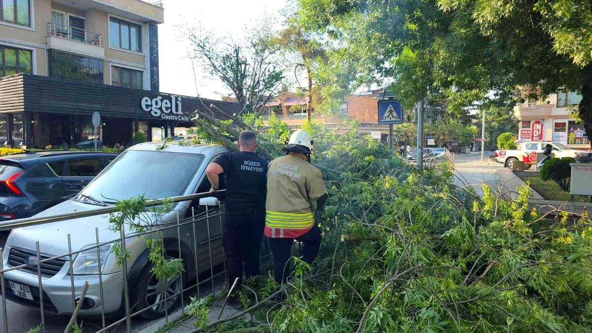 Düzce\'de üzerine ağaç devrilen araca "hatalı park" cezası