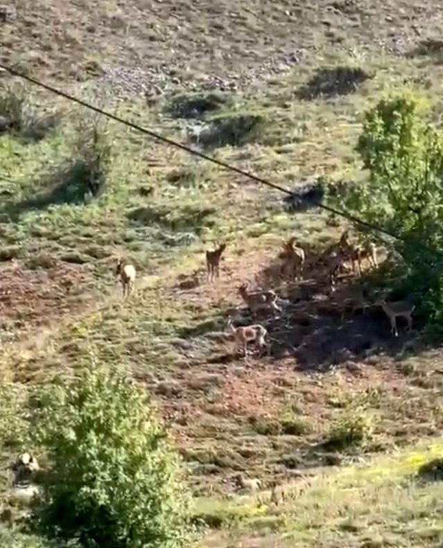 Dağ Keçileri Sürü Halinde Görüntülendi
