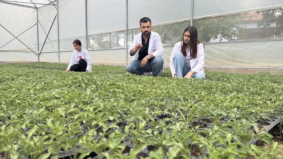 Ata tohumu domatesler ekonomiye katkı sağlıyor