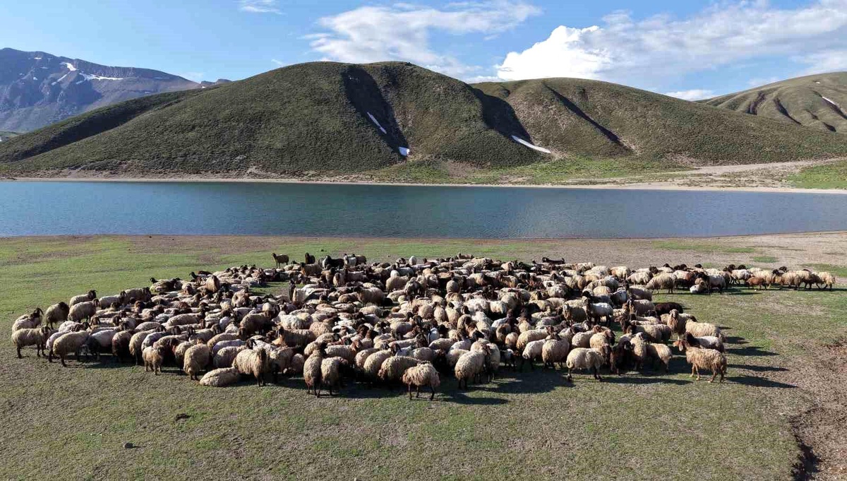 Göçer Aileler Bitlis Yaylalarında