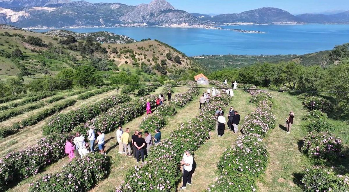 Isparta\'da festival coşkusu devam ediyor: Eğirdir Gölü manzarasıyla gül topladılar