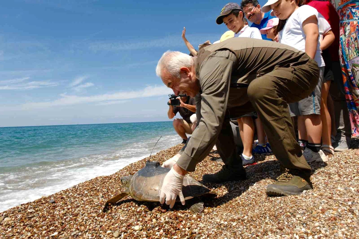 Manavgat\'ta Yeşil Deniz Kaplumbağaları Denize Bırakıldı