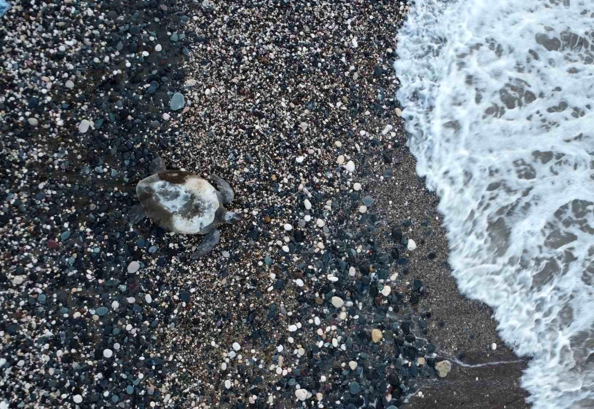 Mersin\'de caretta carettalar yumurtlamaya başladı