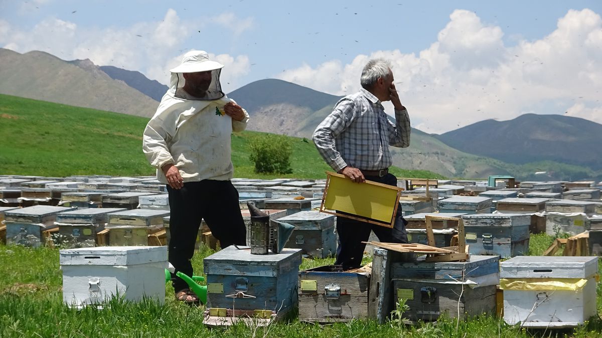 Yüksekova\'da Bal Verimi Artıyor