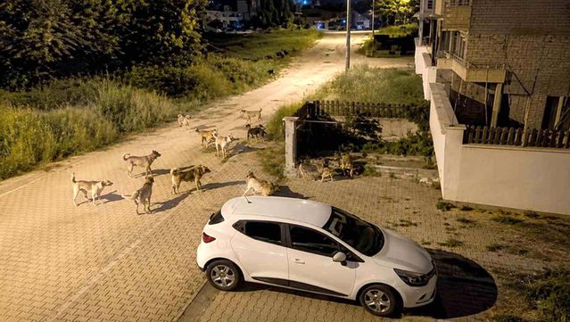 Bolu'da Başıboş Köpekler Mahalle Sakinlerini Korkuttu