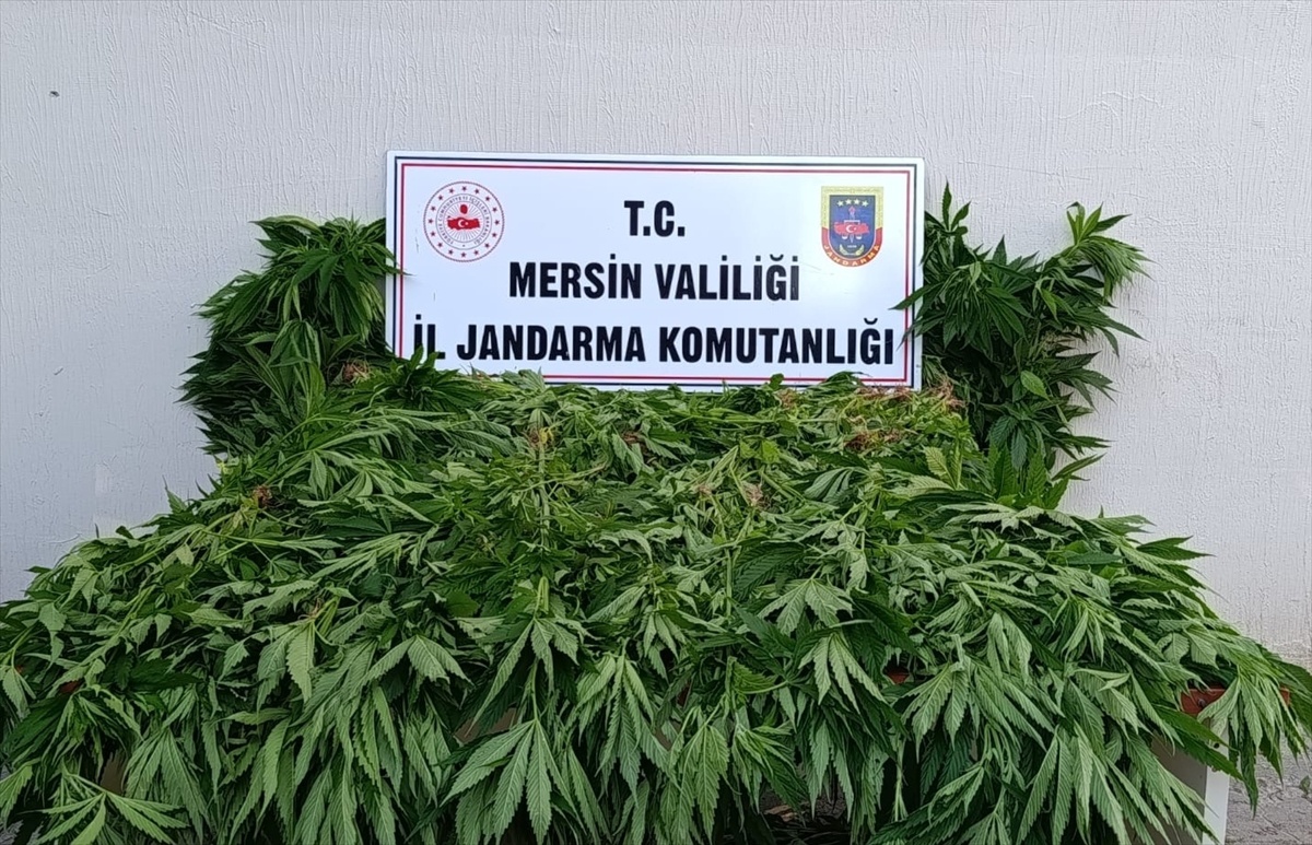 Bozyazı\'da 402 Kök Kenevir Ele Geçirildi