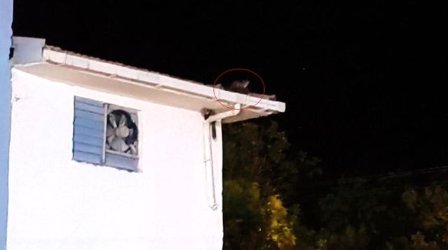 Batman'da Sevimli Sansarların Oyun Anları