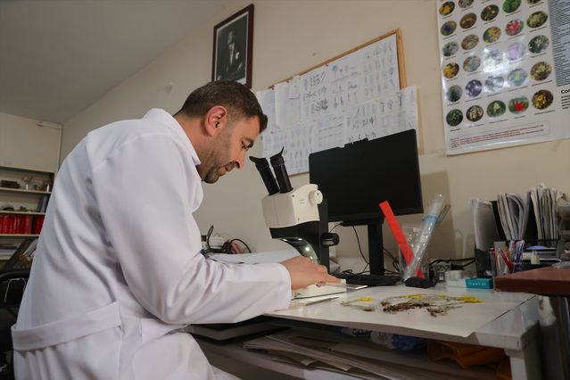 Hakkari'de Bitki Türü Sayısı 800'e Ulaştı