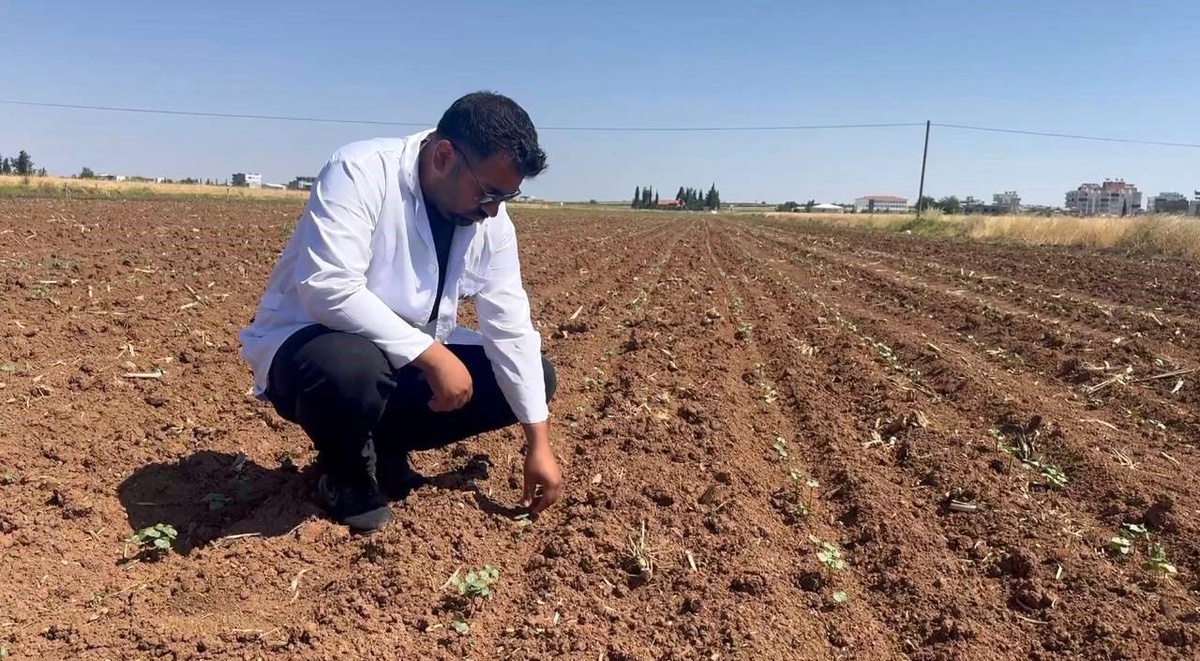 Şanlıurfa\'da Pamuk Tarlalarına Zararlı Böcek Tehdidi