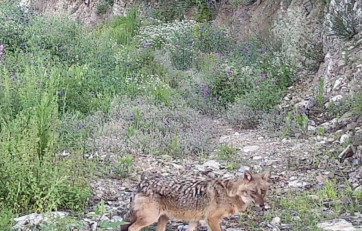 Kastamonu\'da Fotokapana Boz Ayı ve Çakal Yansıdı