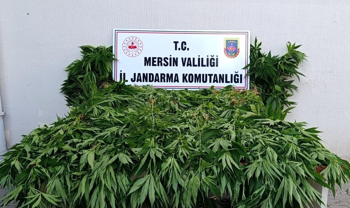 Mersin\'de Yasa Dışı Kenevir Ekimi: 2 Tutuklama