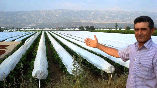 Sarıgöl'de Üzüm Bağlarına Koruyucu Örtü Hazırlığı