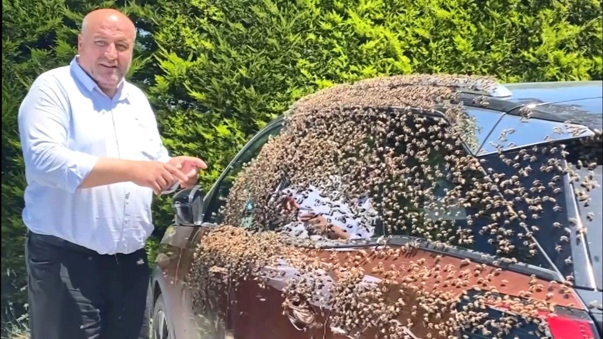 Arılar Otomobili Sardı