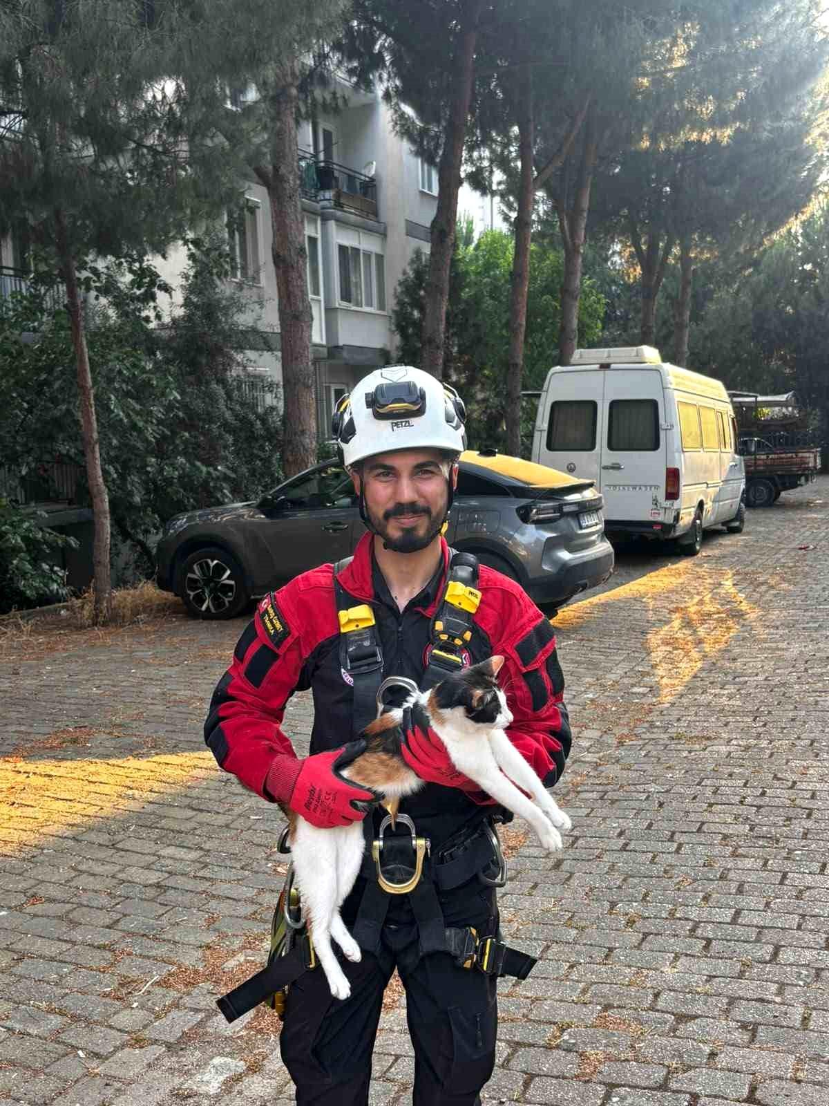 Kedi Çam Ağacında Mahsur Kaldı