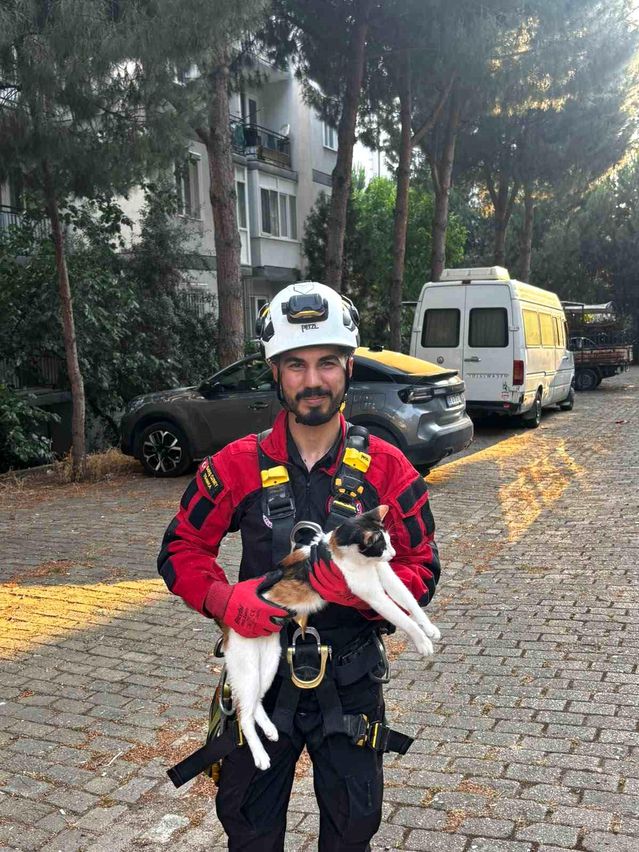 Kedi Çam Ağacında Mahsur Kaldı