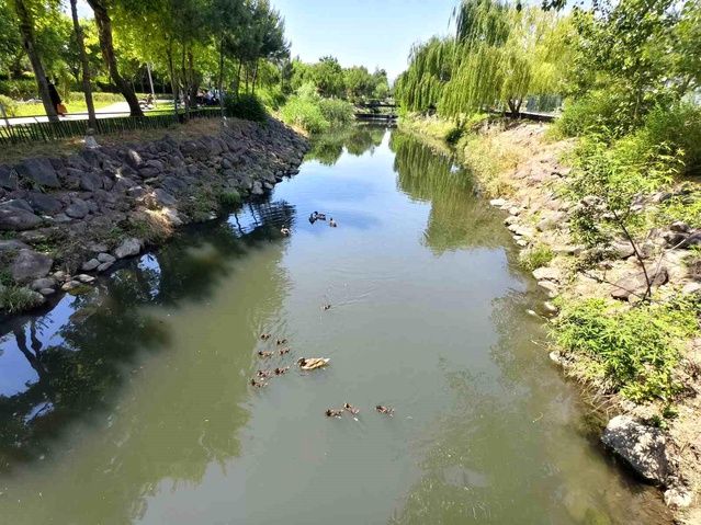 Kent Park'ta Sevimli Yavru Ördekler