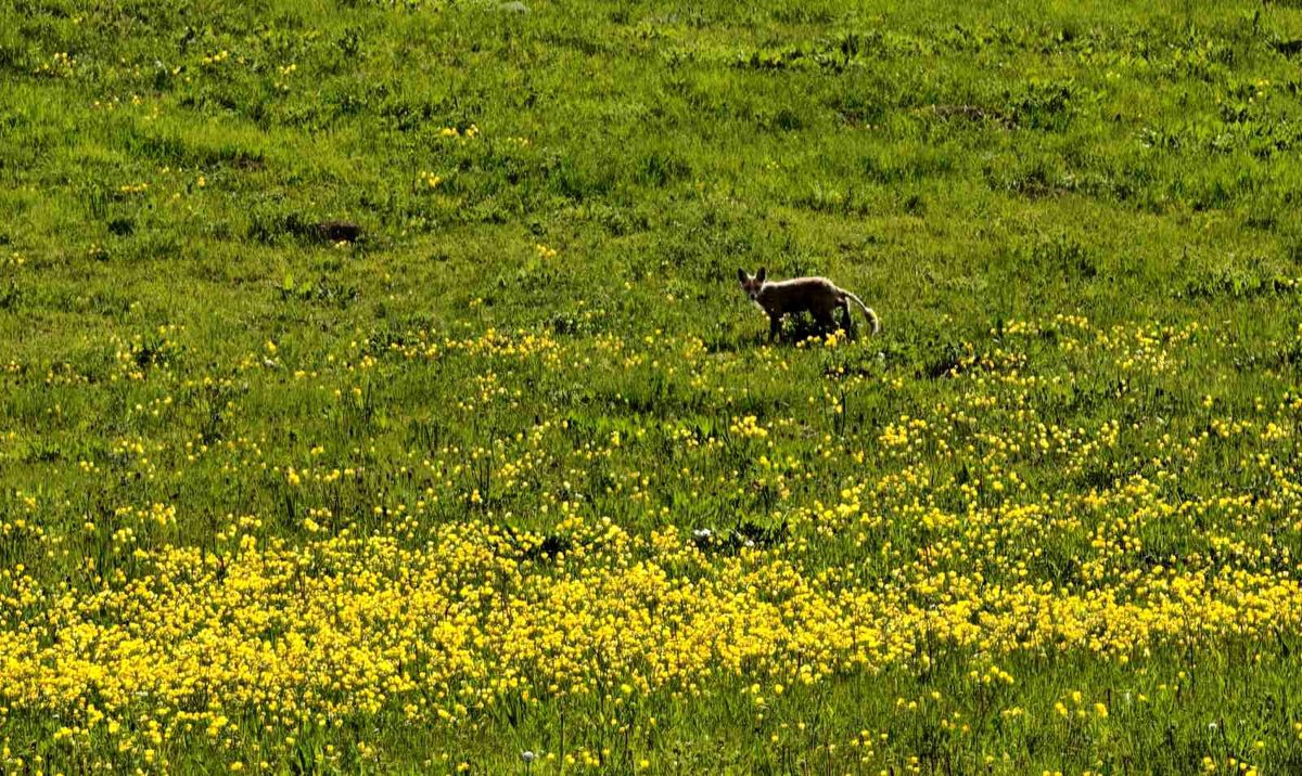 Ahlat\'ta Yiyecek Arayan Tilki Görüntülendi