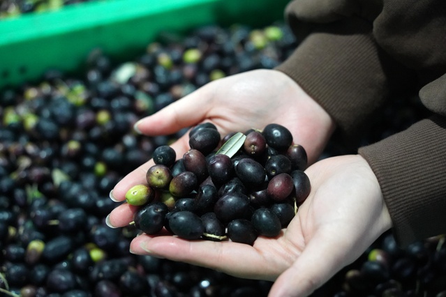 Wudu Bölgesi Zeytin Üretiminde Öncü