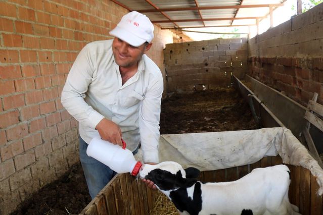 Erken Doğan Buzağıya Bebek Gibi Bakım