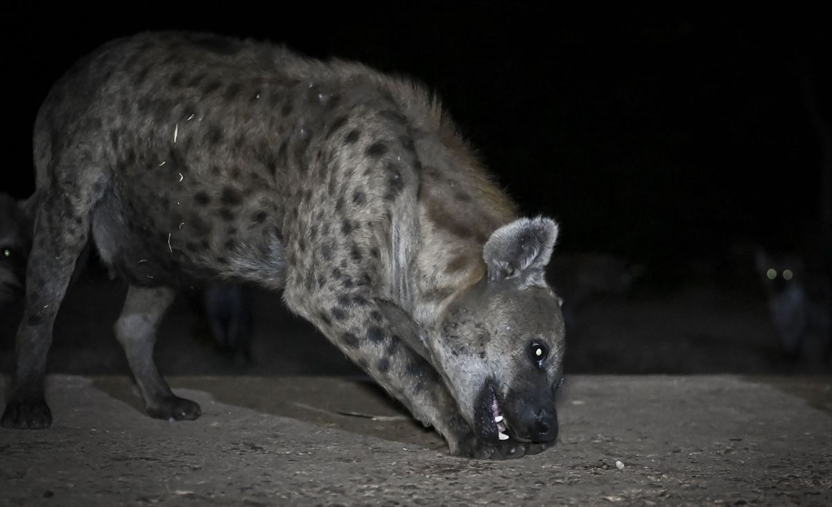 Harar\'da Sırtlan ve İnsan Dostluğu