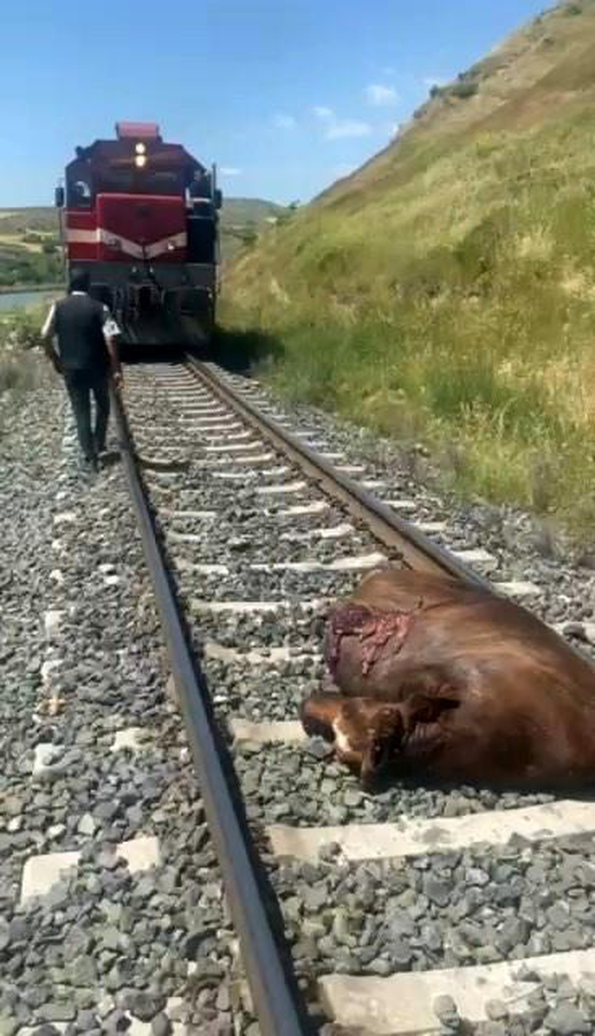 Tren İneğe Çarptı, Telef Oldu