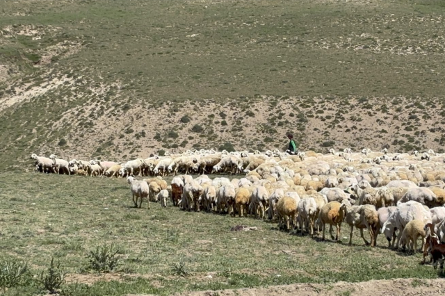 Yerliden umudu kesen besiciler çoban krizine