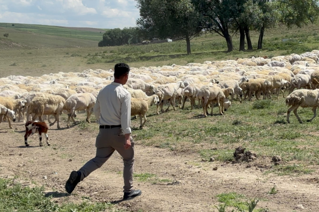 Yerliden umudu kesen besiciler çoban krizine