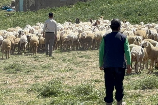 Yerliden umudu kesen besiciler çoban krizine