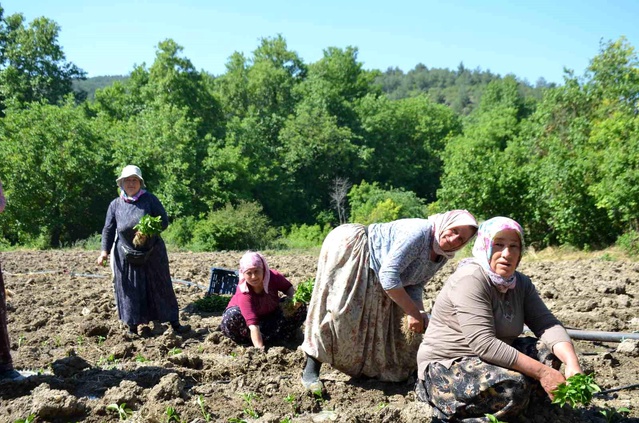 Çukurören Biberi Toprakla Buluştu