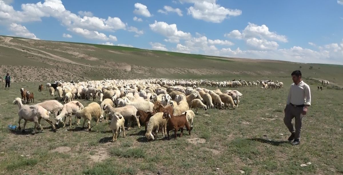 Aksaray\'da Yabancı Çobanlar Çalışmaya Başladı
