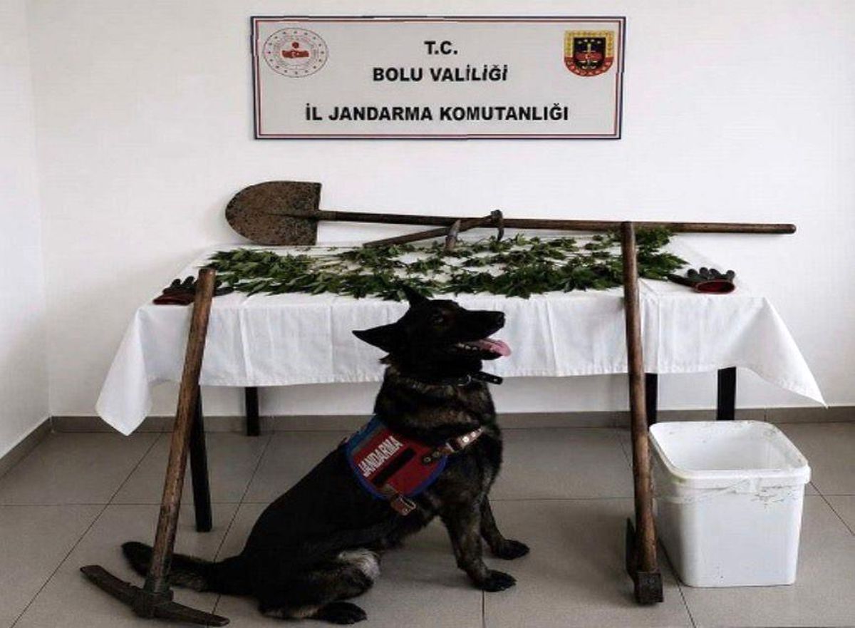 Bolu\'da Kenevir Operasyonu: 73 Kök Ele Geçirildi