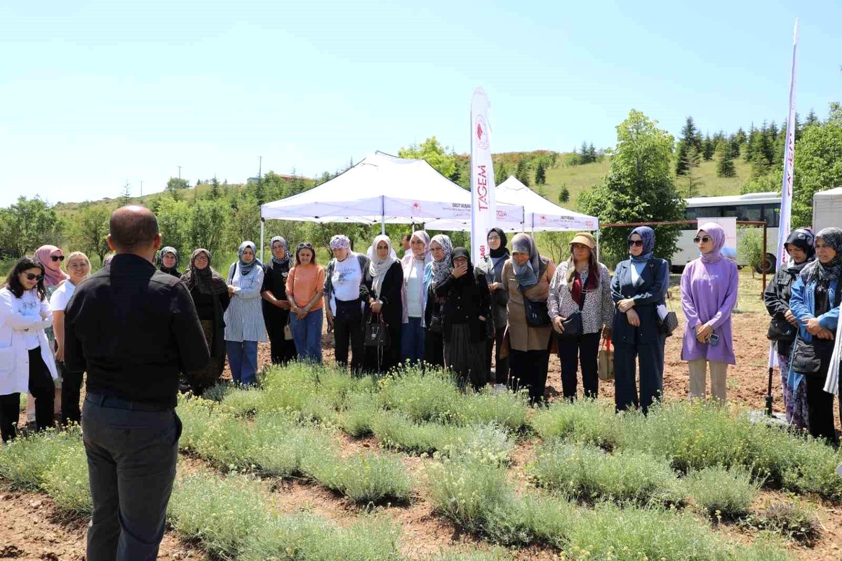 Eskişehir\'de Altın Otu Hasadı Yapıldı