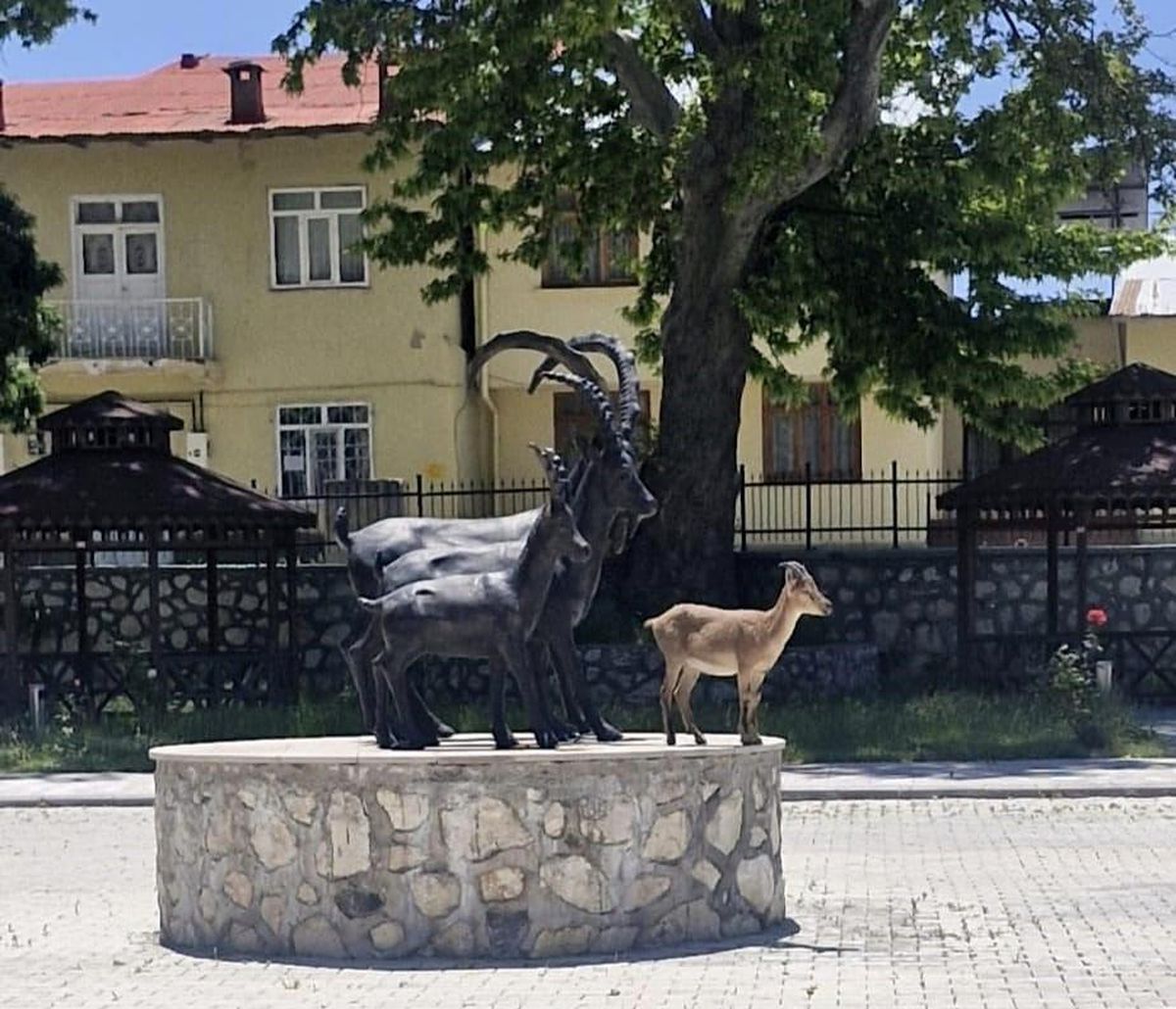 Yaban Keçisi Şehirde!